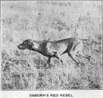 Thumbnail of Osborn's Red Rebel