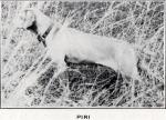 Thumbnail of Piri
