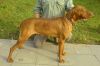 Thumbnail of Boneta Moravia Centurion