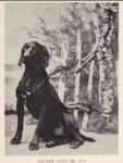 Thumbnail of Trumpf-Otto (DK)