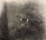 Thumbnail of Stanci