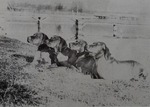Thumbnail of Mátai Böske