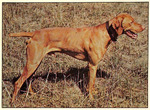 Thumbnail of Janoras Pawlane Suntan