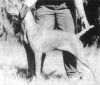 Thumbnail of Desvon Arany Csillag