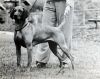 Thumbnail of Kingsbury Erica