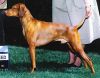 Thumbnail of Willo Runn's Fieldways Rocky