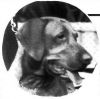 Thumbnail of Saline Foremost