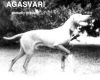 Thumbnail of Mátai Darázs