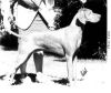 Thumbnail of Hubertus Cimeres Ceger