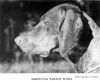 Thumbnail of Abbeystag Wolfox Flora