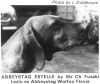 Thumbnail of Abbeystag Estelle