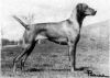 Thumbnail of Galfrid Sofia of Russetmantle