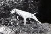 Thumbnail of Galfrid Gaspar