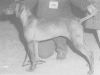 Thumbnail of Abbeystag Bruna