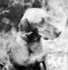 Thumbnail of Deddick Aletta