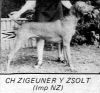 Thumbnail of Zigeuner Y Zsolt