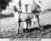 Thumbnail of Loighaire Star Blaze