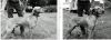 Thumbnail of Bratt's FK Crackerjack