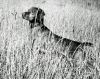Thumbnail of Hunor / Heniu of Gardenville