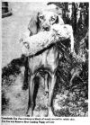 Thumbnail of Gamelands Zsa Zsa