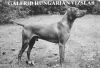 Thumbnail of Galfrid Bennet