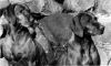 Thumbnail of Hanafor Lelkes Ilka