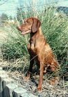 Thumbnail of Vizsta's Royal Redd Baron
