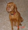 Thumbnail of Ginger Snap's Red Ruby
