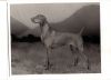 Thumbnail of Warhorse Sheila