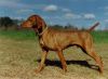 Thumbnail of Fieldway's Sandhills Kilroy