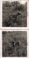 Thumbnail of Gellert Csintalan