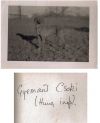 Thumbnail of Gyemant Csoki