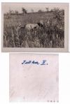 Thumbnail of Jutka / Jutka II