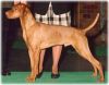 Thumbnail of Red Oak's Stormin Norman