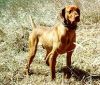 Thumbnail of Rebel Rouser Red Darby
