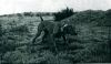 Thumbnail of Rebel Rouser Smokey's Bandit