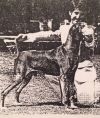 Thumbnail of Miklos Heliker