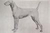 Thumbnail of Taunee's Cariann