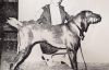 Thumbnail of Zalla Of The Field