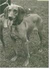 Thumbnail of Rex del Gelsomino