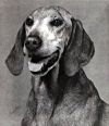 Thumbnail of Fox Meadow's Gretchen