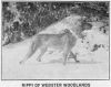 Thumbnail of Rippi of Webster Woodlands