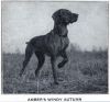 Thumbnail of Amber's Windy Autumn