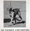 Thumbnail of Taunee's Loki Santana