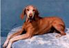 Thumbnail of Fox Meadow's Gretchen