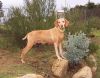 Thumbnail of Reddog Ranch Tahoe
