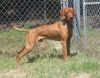 Thumbnail of Reddog Ranch Lion Of Judah