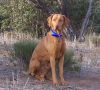 Thumbnail of Rab Lali Reddog Ranch Tacoma