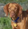 Thumbnail of Reddog Ranch Zuriah
