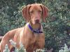 Thumbnail of Reddog Ranch Zuriah